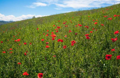 Agriturismo Il Cavicchio - Foto 108