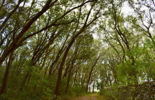 Masseria Bosco Mazza - Foto 24