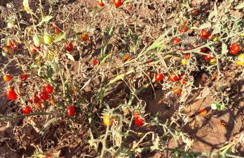 Villa PARADISO - Tra Ulivi e Tramonti da Cartolina - Foto 59