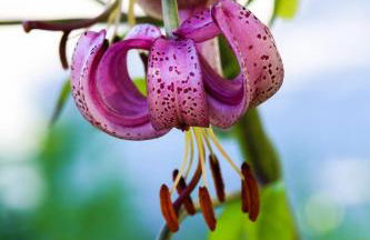 Gites L'épilobe - Foto 12