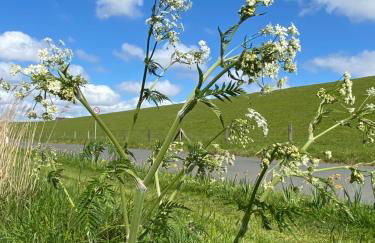 Gut Groß Fedderwarden, Ferienwohnung Mettje - Photo 21
