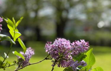 La Maison Bucolique, Centre de Saint Jacques - Foto 2