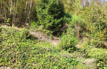 Wohlfühloase Eifelsteig - Foto 12