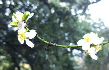 i giardini di Ailobran - Foto 32