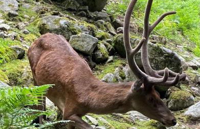 Maison Eglantine - Foto 45