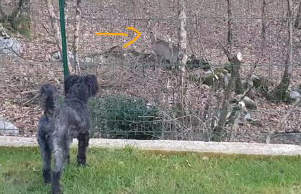 Birdsong Getaway a peaceful, pet-friendly base for exploring - Foto 16