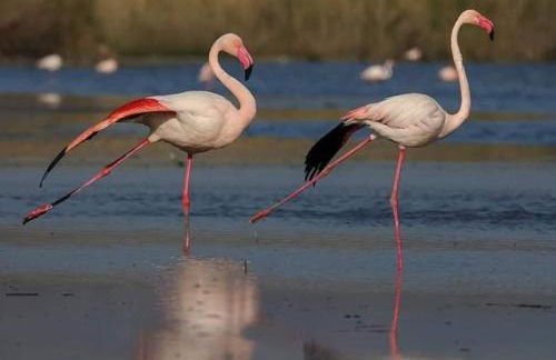 Sun Sea house - Foto 2