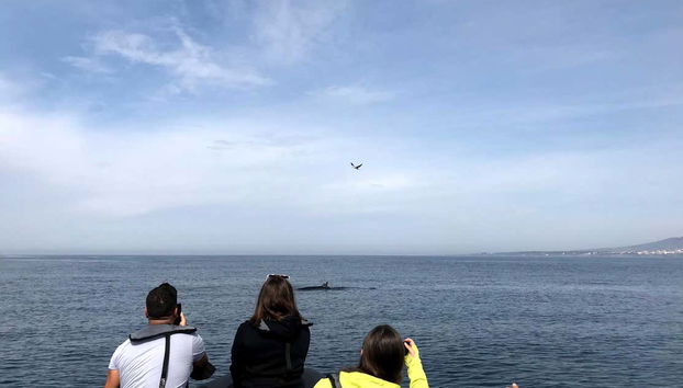 Avistamento de golfinhos - Foto 5