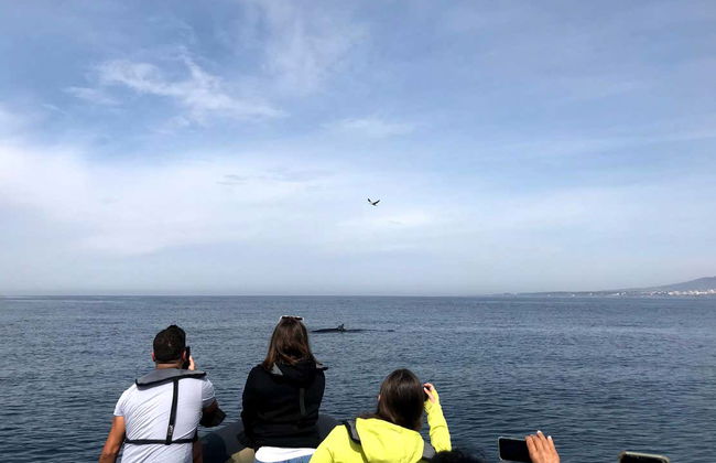 Dolphin Watching Cruise - Photo 5