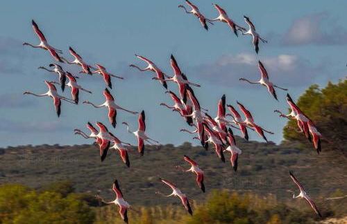Residence La Scogliera - Foto 16