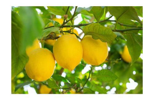 Home Sweet Home - Foto 12