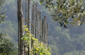 Agriturismo Borgo La Casetta - Foto 42