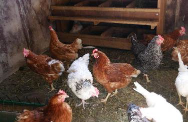 Baschijörgenhof - Foto 70