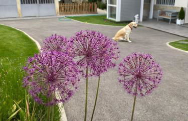Chez Hélène 3 étoiles, labellisé disabled PMR,pour 4 personnes chiens bienvenus-pet friendly - Foto 41