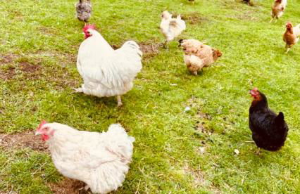 Badischhaus am Waldrand & Weitblick - Foto 41