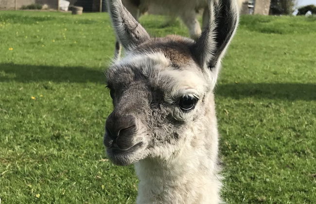 The Snuggly Sheep Shepherd Hut Campview Farm Stay - Foto 27