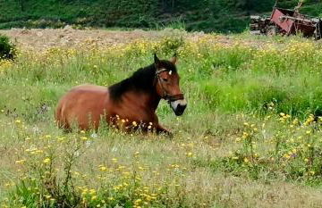 Casas na montanha vistas fantásticas com piscina - Foto 29