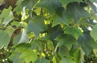 Maison Parc - Foto 26