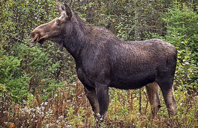 7 Person Holiday Home in Salen-by Traum - Foto 6