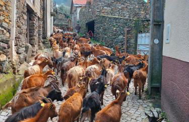 Casa do Avô Zé - Foto 11