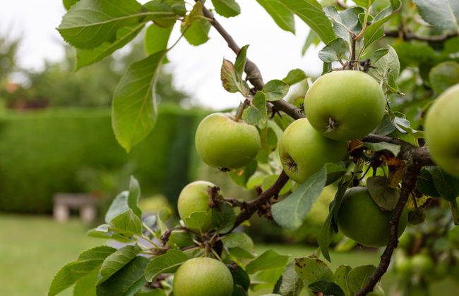 La Normande - Foto 28