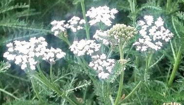 Manitou Springs White Yarrow Inn House - Foto 4