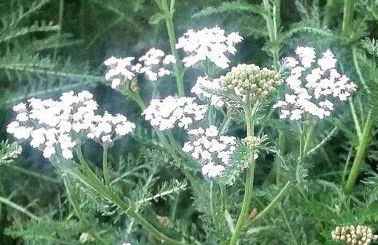 Manitou Springs White Yarrow Inn House - Foto 4