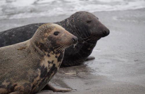 Villa Ludwig Fewo - Foto 36