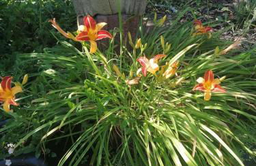 Weinstrassenblick - Foto 9