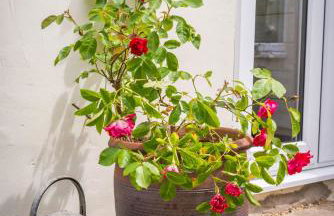 Dog friendly cottage on the edge of the Norfolk Broads - Foto 21