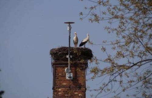 Zum Storchennest - Foto 14