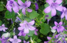 Chez Maggy et Léon - Foto 10