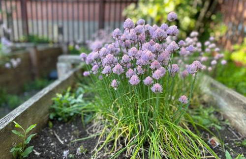 Alfred St Air BNB - Foto 34