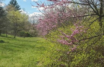 Magical Tree House Rental Nestled in the Woods on Farm Retreat near St. Louis, Missouri - Foto 14