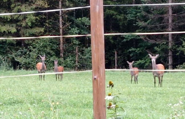 Rossweid hut With a Fantastic View - Foto 21