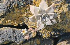 Casa do Almance - Foto 38