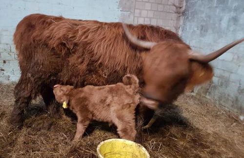 Biolandhof Dorn Highlander vom Elbdeich - Foto 9
