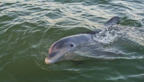 Tidewater 301 - Photo 2