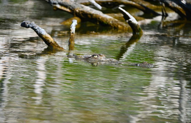 Excursión al lago Enriquillo con avistamiento de cocodrilos - Foto 2