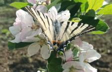 Thalantheia House - Photo 27