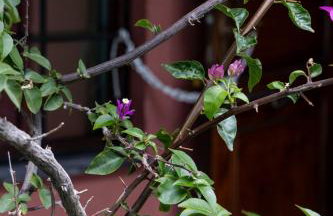 Halkiddiki-Kassandra-Mola Kalyva Traditional House in front of the sea - Foto 12