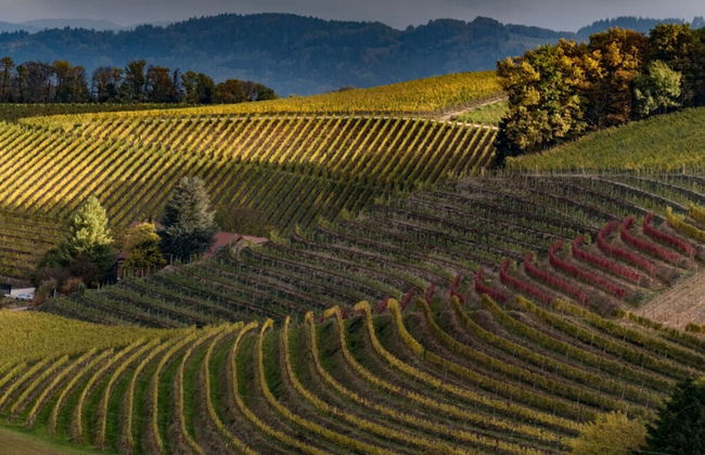 Apartment in Oberkirch - Foto 21