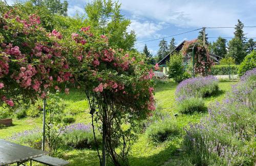 Apartments Montana - Foto 33