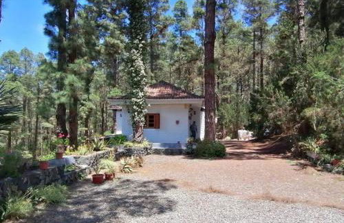 Floral garden house - Foto 3