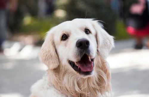 Casa Las Hortensias 1 Pendueles AT-1557-AS - Foto 40