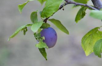 Uliveto Apartment - Foto 45