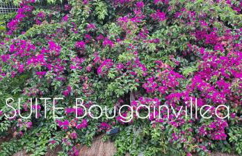 SUITE Bougainvillea - Foto 4