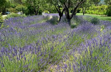 Mas Oréa Sous la glycine - Photo 28