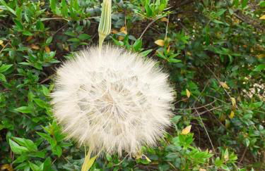 casa rosa nel residence mirice con piscina ,wifi,climatizzatore - vicino al mare - Photo 22