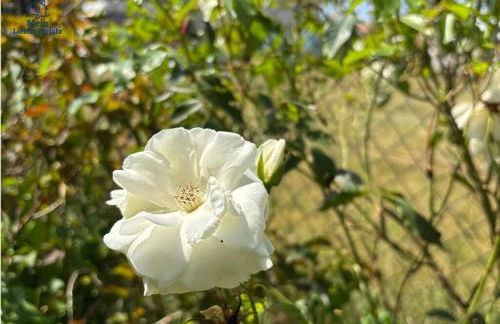 Wintertraum in Damm - 70 qm Wellness & Wohlfühl-Atmosphäre - Foto 33